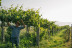 Visita a Bodegas Martín Códax con Cata de 2 Vinos para dos (Pontevedra)