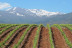 Visita a las Bodegas Muñana y Degustación de vino para dos (Granada)