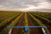 Visita a Bodegas Protos con Cata de 3 Vinos y aperitivo para dos (Peñafiel, Valladolid)