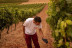 Visita a Bodegas Protos con Cata de 3 Vinos y aperitivo para dos (Peñafiel, Valladolid)