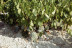 Visita Bodegas Pérez Barquero y Degustación de Cuatro Vinos para dos (Montilla, Córdoba)