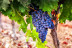 Visita y Degustación de Vinos en Bodegas Gordonzello con Aperitivo para dos (León)