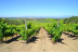 Visita al Celler Empordàlia con Degustación de Vinos y Aceites para dos (Girona)