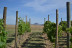 Visita a Celler Mas Geli con Degustación de Vinos y Productos Km0 para dos (Pals, Girona)