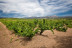 Visita Guiada a Celler Mas Llunes y Degustación de 5 Vinos para dos (Garriguella, Girona)