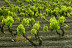 Visita Guiada a Celler Mas Llunes y Degustación de 5 Vinos para dos (Garriguella, Girona)