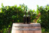 Experiencia Completa de Viticultura y Cata de Vinos para dos en Bodega Miquel J. Jané (Barcelona)
