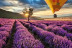 Vuelo en Globo con Fotos y Vídeo en Campos de Lavanda (Brihuega, Guadalajara)