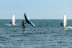 Experiencia en Wing Foil (Mallorca)
