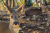 Entrada Guiada al Zoo del Pirineu (Lleida)