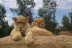 Entrada a Zoo Safari Fauna Aventura (Hinojosa de San Vicente, Toledo)