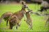 Entrada a Zoo Safari Fauna Aventura (Hinojosa de San Vicente, Toledo)