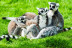 Entrada a Zoo Safari Fauna Aventura (Hinojosa de San Vicente, Toledo)