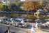 Entrada a Zoo Safari Fauna Aventura (Hinojosa de San Vicente, Toledo)