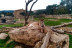 Entrada a Zoo Safari Fauna Aventura (Hinojosa de San Vicente, Toledo)