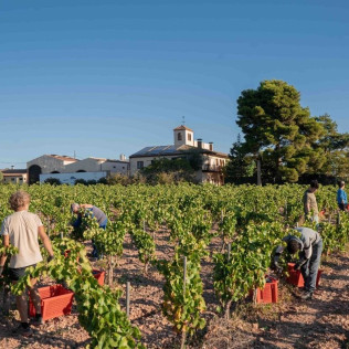 Visita al Celler Josep Foraster, Paseo por los Viñedos, Cata de 4 Vinos y Exposición para dos (Montblanc, Tarragona)