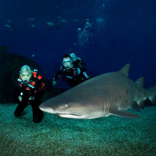 Buceo con Tiburones (Mallorca)
