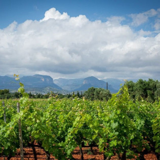 Tour y Cata: Visita con Cata y Degustación para dos en Bodegas Ángel (Santa María del Camí, Mallorca)