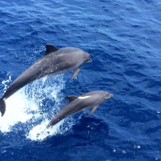 Dolphin Watch: Avistamiento de Delfines con Baño (Mallorca)