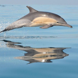 Delfines y Amanecer: Avistamiento de Delfines en Barco (S'Arenal, Mallorca)