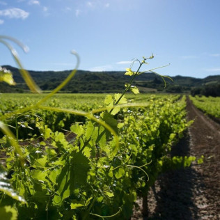 Hambre de Vino: Visita a Bodega, Cata de Vino y Maridaje en Unsi Wines (Olite, Navarra)
