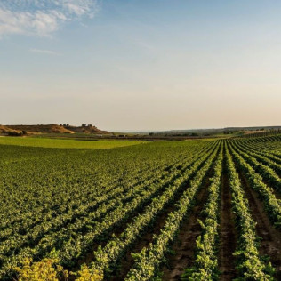 Visita Guiada y Cata de 5 Vinos con Maridaje de Quesos Artesanos para dos en Bodegas Raimat (Lleida)