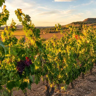 Esencia Rudeles: Visita a las Instalaciones y Cata de Vino en Bodegas Rudeles (Peñalba de San Esteban, Soria)