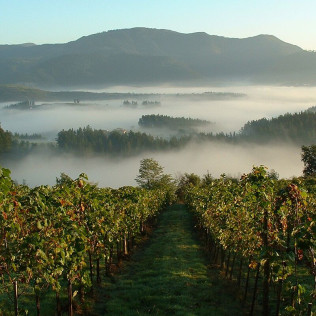 Visita a Bodega Txakoli Beldui con Cata de Vinos para dos (Llodio, Álava)