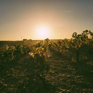 Visita a Tovar Bodega de Bodegas con Cata de Vinos y Comida para dos (Trigueros del Valle, Valladolid)