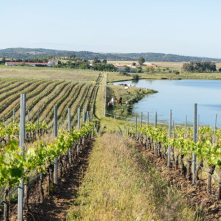 Visita a Bodegas Habla y Cata de Vino (Trujillo, Cáceres)