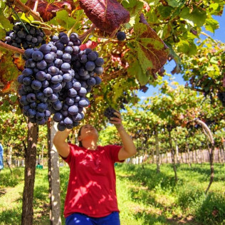 Visita a Viñedos y Bodegas Señorío de Rubiós con Cata de Vinos para dos (As Neves, Pontevedra)