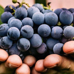Visita Guiada a Bodegas Viña Placentina con Cata de 2 Vinos y Tapas para dos (Plasencia, Cáceres)