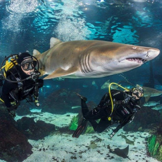 Inmersión y Buceo con Tiburones (Barcelona)