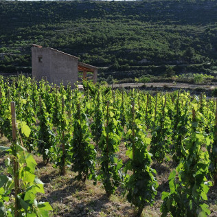 Visita al Celler Ficaria Vins con Cata de 3 Vinos para dos (La Figuera, Tarragona)