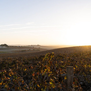 Visita a la Viña y a la Bodega con Almuerzo o Cena en Albariza de la Torre (Jerez de la Frontera, Cádiz)