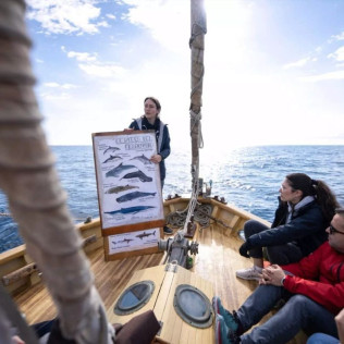 Ruta en Velero Tradicional con Avistamiento de Cetáceos y Fauna Marina (Barcelona)