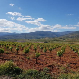 Visita a Bodega con Cata y Aperitivo de la Alpujarra en la Finca Ecológica del Cortijo El Cura Eco-Bodega (Laujar de Andarax, Almería)