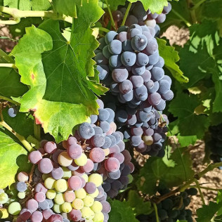 Visita a Bodega Cristo del Humilladero con Cata y Aperitivo para dos (Cadalso de los Vidrios, Madrid)