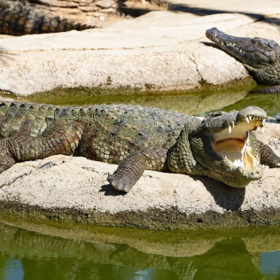 Entrada a Crocodile Park (Torremolinos, Málaga)