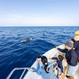 Dolphin Experience: Navegación con Avistamiento de Delfines (Mallorca)