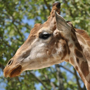 OFERTA EXCLUSIVA: Entrada al Zoo de Barcelona (Barcelona)
