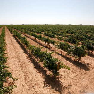 Visita a Bodegas Castiblanque con Cata de Vino y Comida (Campo de Criptana, Ciudad Real)