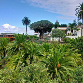 Entrada al Parque del Drago (Icod de los Vinos, Santa Cruz de Tenerife)