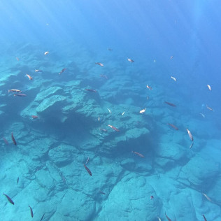 Excursión en Barco con Snorkel, Fotos y Vídeos para Visitar Lenguas de Lava Sumergidas (La Caleta de Adeje, Tenerife)