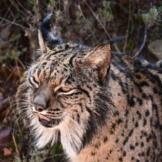 Entrada a La Maleza Parque de Fauna (Teruel)