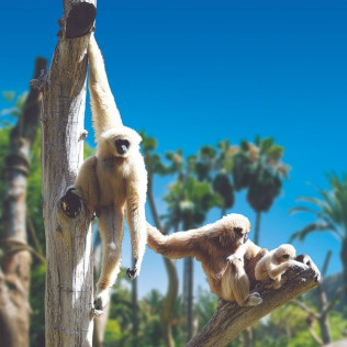 Entrada a Palmitos Park (Maspalomas, Gran Canaria)