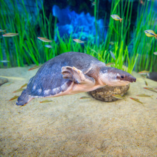 Entradas al Acuario Poema del Mar (Las Palmas de Gran Canaria)