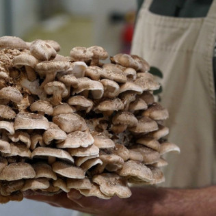 Visita Guiada con Degustación de Setas en Bolets de Menorca (Maó, Menorca)