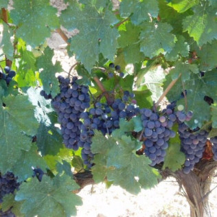 Circuito Spa en Balneario Vichy Catalan y Visita Guiada por Bodega Baronia de Vilademuls con Cata de Vinos para dos (Girona)