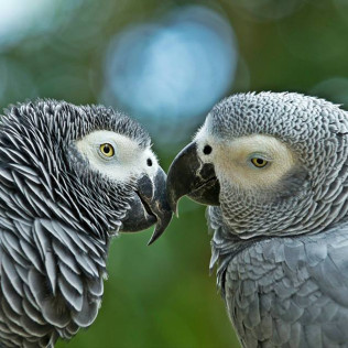 Twin Ticket: Entrada Loro Parque y Siam Park (Tenerife)